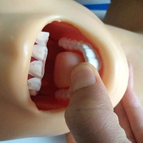Lemita Oral And Nasal Intubation Training And Teaching Demonstration Of Nasal Intubation Intubation Manikin Study Teaching Model Pvc Airway Management Trainer For Medical Educational Training Aid #TOP3