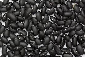 Bean Black Turtle Great Heirloom Garden Vegetable by Seed Kingdom Bulk 5 Lb Seeds