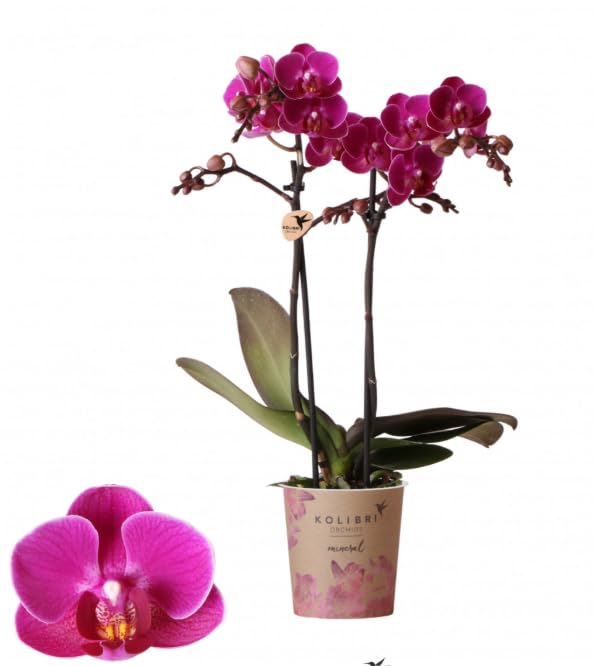 Real Live Phalaenopsis Orchid Merida Pink 9Ø 40cm 1 stem Flow Flowering Plant