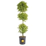 Costa Farms 3-Ball Eugenia Topiary Live Indoor Plant, Potted in Nursery Plant Pot, Indoor Outdoor Home and Patio Decor, 42-Inches Tall