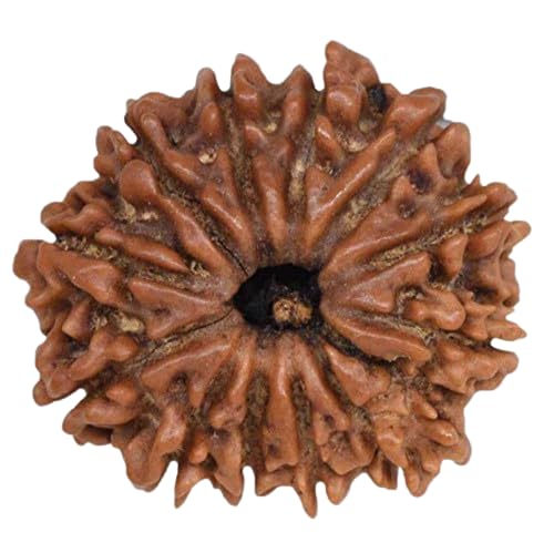 Rudraksha 12 Mukhi Original Lab Certified 12 Mukhi Rudraksha Pendant Nepal 12 मुखी नेपाल रुद्राक्ष Barah Mukhi Rudrakshas For Men & Women Twelve Face Rudrakshaa-image-34