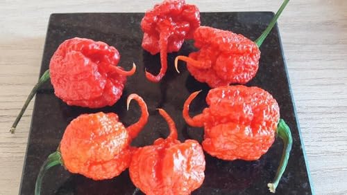 Carolina Reaper Vermelha Sementes 25 Unidades