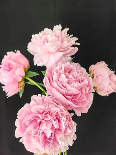 5 Stems Peony-Sarah Pink Fresh Cut Flowers Hydroponic Flower Gifts for Mother\'s Day Birthdays Anniversaries and Love