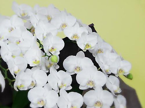 Amazon パリスタイルの花屋 大輪 胡蝶蘭ファレノプシス アマビリス 5本立 開店祝い 冠婚葬祭 お供え お悔やみ 各種お祝い 記念日に 観葉植物 通販