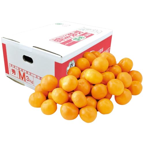 y2025 Εz 呺_ F{Y V݂3kg (n̂)