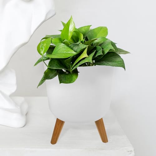 Jardinière stable blanc sol avec support en bois pour grand bonsaï - 7