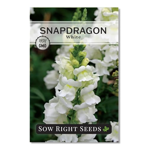 Sow Right Seeds - White Snapdragon Seeds for Planting - Non-GMO Heirloom Annual Variety - Beautiful Snap Dragons Flowers - Easy to Grow - Perfect for Gardens and Pots - Attract Pollinators (1)
