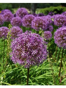 Floriculture Greens IMP. Allium Quality Flower Bulbs for Attractive Aromatic Flowers Home Outdoor Gardening Plants Flowering Bulbs (Pack Of 1, The Globemaster Allium) (B0BW3MQKY1) Amazon Price History, Amazon Price Tracker