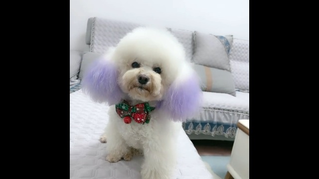 Dog Collar for Large Dogs, Detachable Adjustable Bow Tie & Flower and Alloy Buckle & D Ring, Pet Gift Dog Bowtie for… - Image 8
