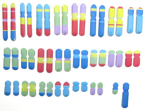 Image of Chromosomes 3-D Paper Model Making Kit - Individual Student Edition (17-7714)