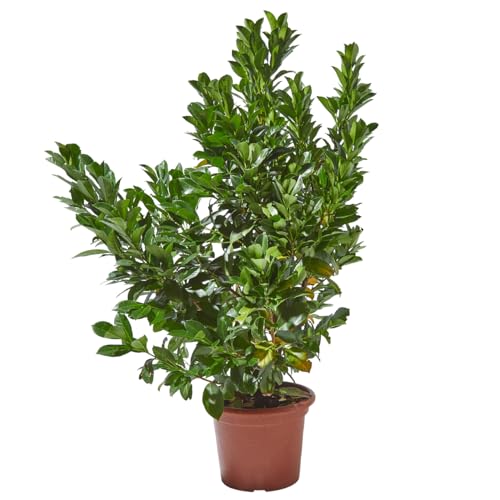 Verdecora Laurel Cerezo en maceta de 10L | Prunus Laurocerasus | Arbusto de Exterior con Follaje Denso y Brillante | Ideal para Setos, Bordes y Pantallas de Jardín