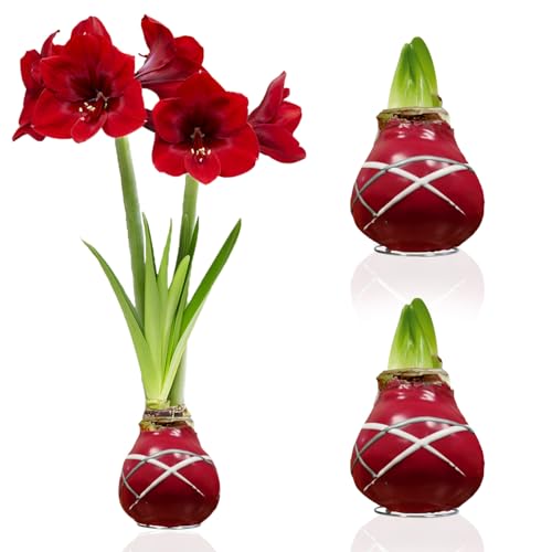 Amaryllis in Wachs Striped Red - 2 Wachsamaryllis Blumenzwiebeln -...