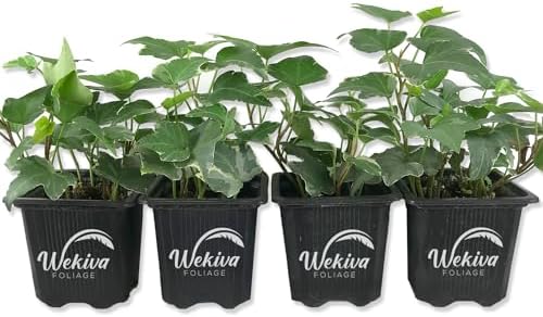 Variegated English Ivy - 4 Live Plants in 3 Inch Pots - Hedera He...