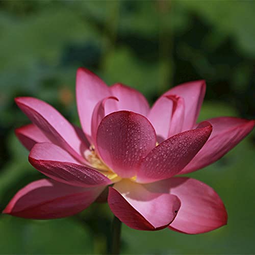 50Pièces Lotus Seeds Water Lily Fleurs Aquatiques Vivaces Résistantes Au Froid Les Fleurs Roses Fleurissent Dans L'étang Du Jardin Excellente Vue Cover