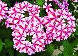 11.11hot Sold 50pcs Verbena Hybrida Verbena Moulded Seed Bonsai Seeds. Perennial Indoor Herb Flowering Plants for Home and Garden., mix : Seeds Only