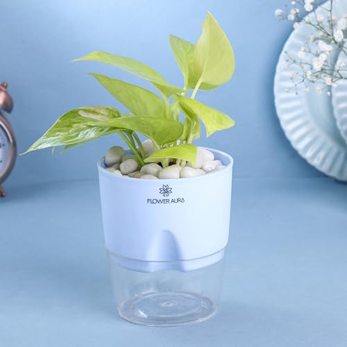 Image of FlowerAura Air Purify Live Indoor Lucky Golden Money Plant In Blue Self Watering Pot For Living Room, Balcony, Home /Office Decor | Premium Gifting | Improving Air Quality | Reducing Stress