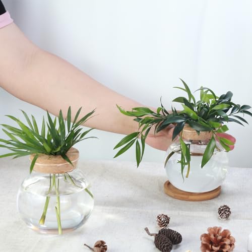 Aurfedes A-1044 Tabletop Plant Propagation Station,Aquatic Plant Culture Glass Mini Vase,With Wooden Dish,Gifts thumb #3
