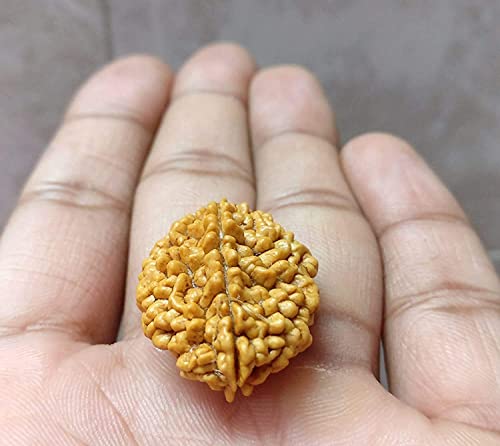 Image of Vado Certified 2 Mukhi Rudraksha with Authentic Lab Certificate Genuine oval shape Indian Natural Beads (2 Mukhi)