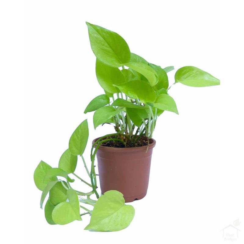 PlantaZee Live Money Plant and Plants Nature is Indoor at Outdoor (B0B1QKXTHD) Amazon Price History, Amazon Price Tracker