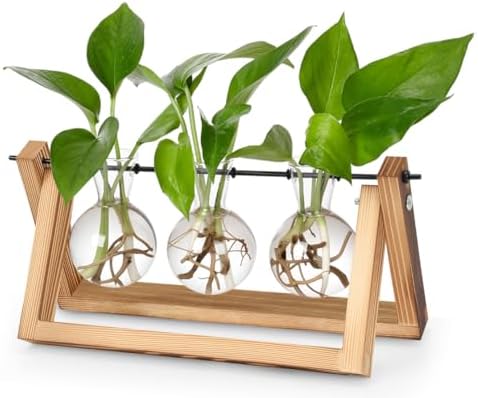 Vaso de Vidro Redondo Decorativo para Plantas, Propagação de Plan...