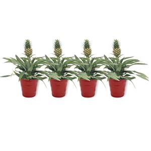 Ananas Comosus Ananas Boom – Ananasplant in rode pot – echte ananas – anti-snurkplant – onderhoudsvriendelijk…