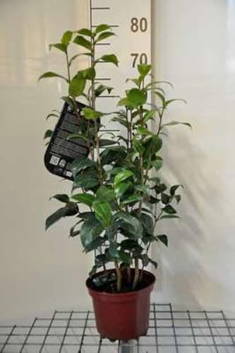 Camellia japonica rood-rouge - Camellia japonica rood-rouge 50-60 cm en pot