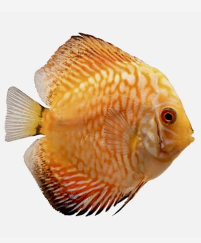 coralSLover Freshwater Fishes Angelfish, Discus, Flowerhorn Fish, Freshwater Fishes Pack, Assorted...
