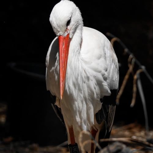 Selbst - Frieden - Freiheit