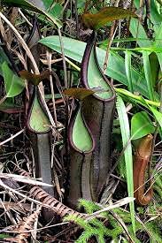 Graines De Nepenthes Ramispina Black Knight Paquet De 100 Graines