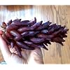4 Roots