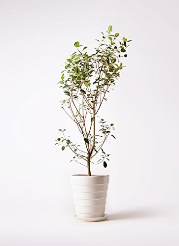 Amazon Co Jp Hitohana ひとはな フランスゴムの木10号 サバトリア白 ファッション Amazon Co Jp Hitohana ひとはな フランスゴムの木10号 サバトリア白 ファッション