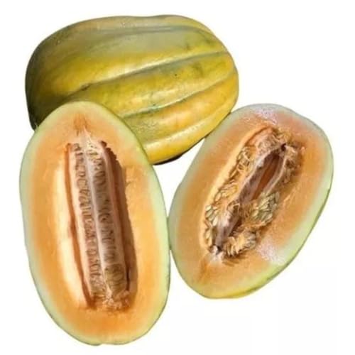 Sementes Melão Gaúcho Caipira 5 gramas Superdoce Salada Cozinha Horta