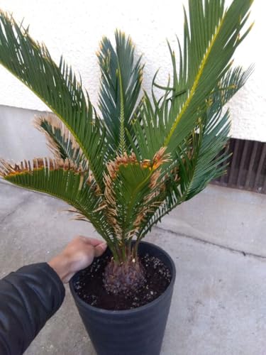 金環 ソテツ 植物」の人気商品一覧 | 安い商品を通販サイトから探す