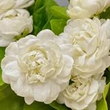 Grand Duke of Tuscany Jasmine Plants Live, Double Jasmine Live Plants, Arabian Jasmine Plant Indoor Live Fragrant Flower Garden Outdoor Planting -  TANKDA