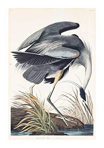 Grand héron bleu Ardea Herodias Spiffing Prints Impression d'art encadrée Extra Large Archival Matte