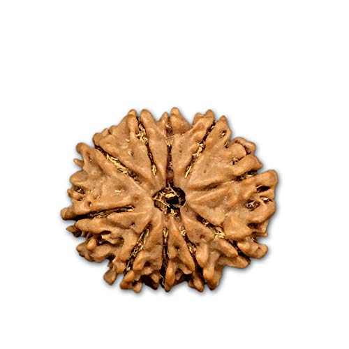 Rudraksha Mukhi Népal 24-26 mm lot de 10 graines authentiques - 2