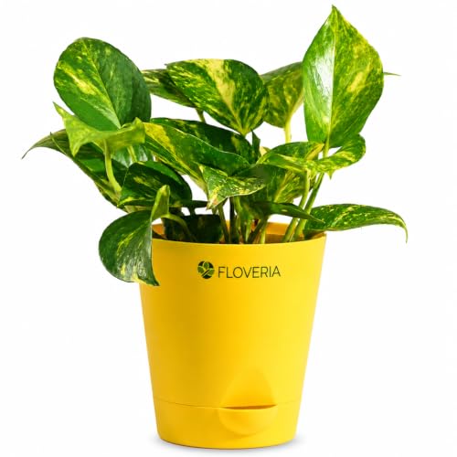Image of Money Plant Indoor Live Plant with Pot | Low Maintenance Live Plants Indoor | Air Purifying Real Plant for Home, Office & Bathroom | Home Decor Plant | Self Watering Indoor Plant
