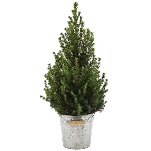 Zuckerhutfichte Echter Lebender Weihnachtsbaum Klein Xmas Frisch Eingepflanzt Metalltopf