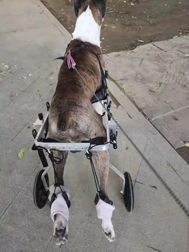 Silla de ruedas para perros con soporte de base para rehabilitar mascotas lesionadas 3