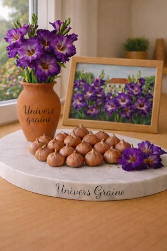 Lot de 20 Bulbes de Glaïeul - VIOLET MAUVE – Gladiolus – Lot de 20 bulbes calibre 8/10 – Floraison élégante et spectaculaire - Fleur Jardin - 497