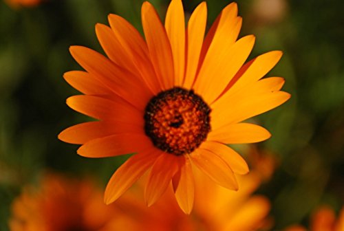 Graines de Marguerite Africaine Orange, Parfait pour le jardin ou le pot: PAQUET DE 100 GRAINES