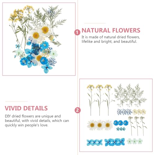 Materiales de flores secas prensadas naturales para manualidades DIY miniatura 7