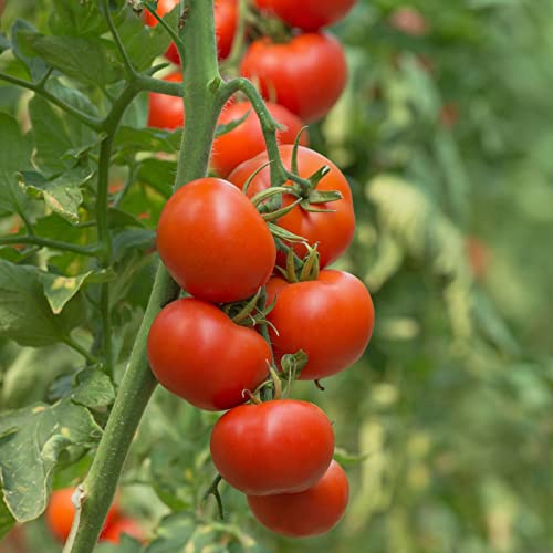 Clovers Garden Patio Tomato Plants - Two (2) Live 