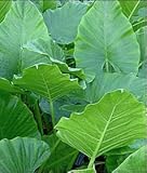 Upright Elephant Ear Bulb- Nice Bulb!