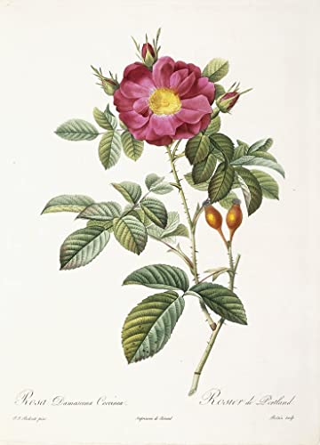 Tableau Rosa Damascena de Redouté pour une décoration murale élégante 60x90cm