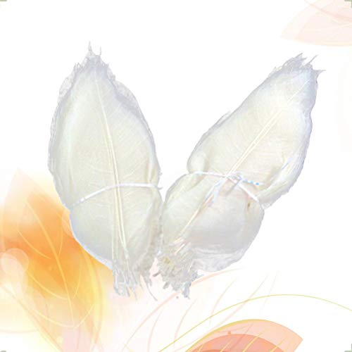 SUPVOX 100 peças Magnólia Skeleton Leaf Branco Natural Folha Veia Folhas secas para Arte (Branco)