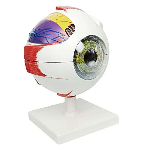 Image of NEW HORIZON 6X Enlarged Human Eye Anatomical Model - Accurate Anatomy for Science Classroom Study Display Teaching Medical Model