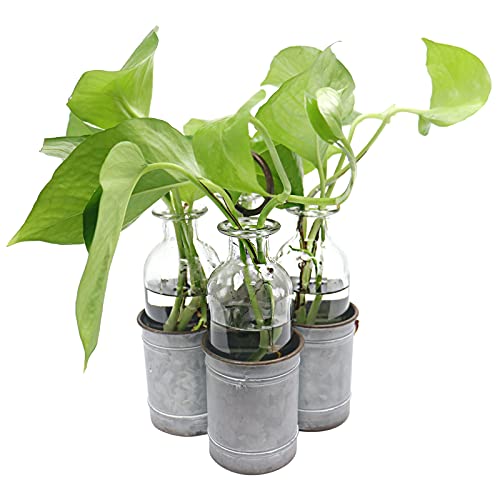 Bownew Pflanzen-Terrarium, Pflanzen-Anzuchtstationen, Luft-Pflanzgefäß Cover