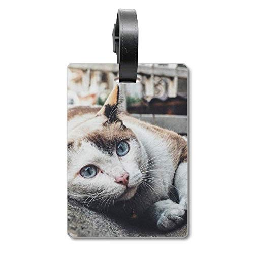 Étiquette de valise motif chat coloré pour l'identification de vos bagages de voyage