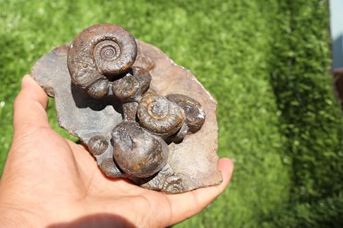 Image of Natural Platyclymenia /Goniatetes Plate Natural Fossil Ammonite Fossil Fossil from Morocco A29